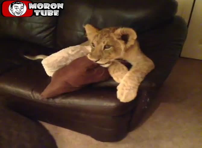 Video :Love for Dora the Explorer by lion cubs